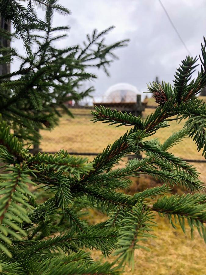 Wildglampingarieseni Luxury tent Arieseni